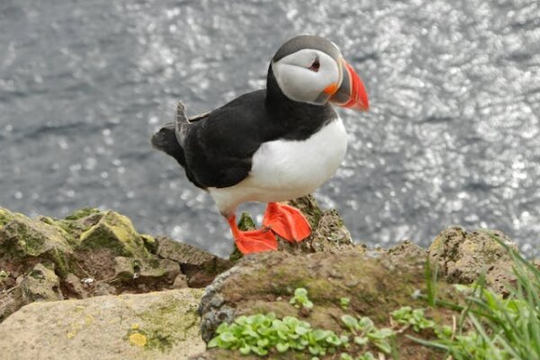 Amazing Facts about Atlantic Puffin in Hindi | अटलांटिक पफिन के बारे में रोचक तथ्य