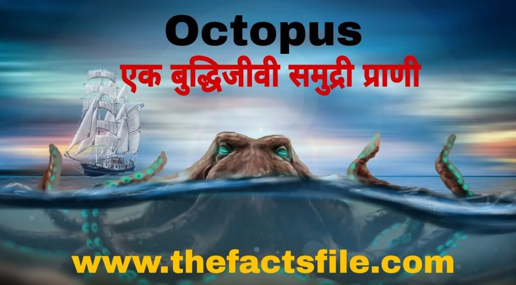 InterestingFacts about Octopus in Hindi - ऑक्टोपस(अष्टबाहू) के बारे में जानकारी और रोचक तथ्य