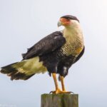 Amazing Facts about Caracara Birds in Hindi - कराकरा पक्षी के बारे रोचक तथ्य