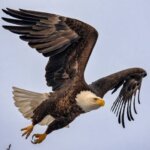 Eagle are flying. Amazing Facts about Eagle in Hindi - गरुड़ के बारे में 25 मजेदार तथ्य