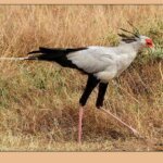 Amazing Facts about Secretary bird in Hindi - सेक्रेटरी पक्षी के बारे में रोचक जानकारी
