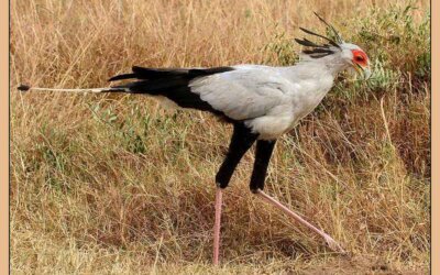 Amazing Facts about Secretary bird in Hindi - सेक्रेटरी पक्षी के बारे में रोचक जानकारी