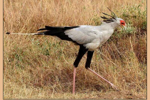 Amazing Facts about Secretary bird in Hindi - सेक्रेटरी पक्षी के बारे में रोचक जानकारी