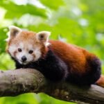 Interesting Facts about Red Panda in Hindi | लाल पांडा के बारे में यह बात सायद आपको नहीं पता होगी