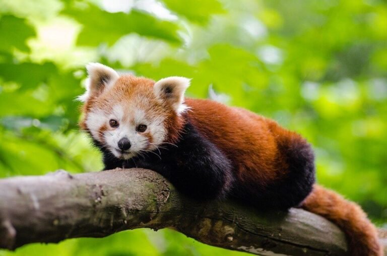 20+ Interesting Facts about Red Panda in Hindi | लाल पांडा के बारे में यह बात सायद आपको नहीं पता होगी