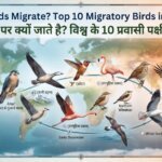 Why do Birds Migrate? Top 10 Migratory Birds in the World - पक्षी, प्रवास पर क्यों जाते है? विश्व के 10 प्रवासी पक्षी