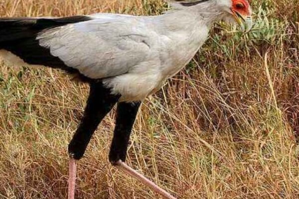 Amazing Facts about Secretary bird in Hindi - सेक्रेटरी पक्षी के बारे में रोचक जानकारी