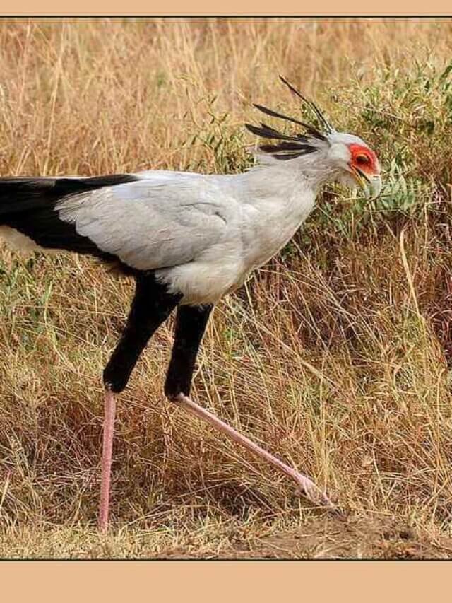 Facts and Information about Secretary bird in Hindi