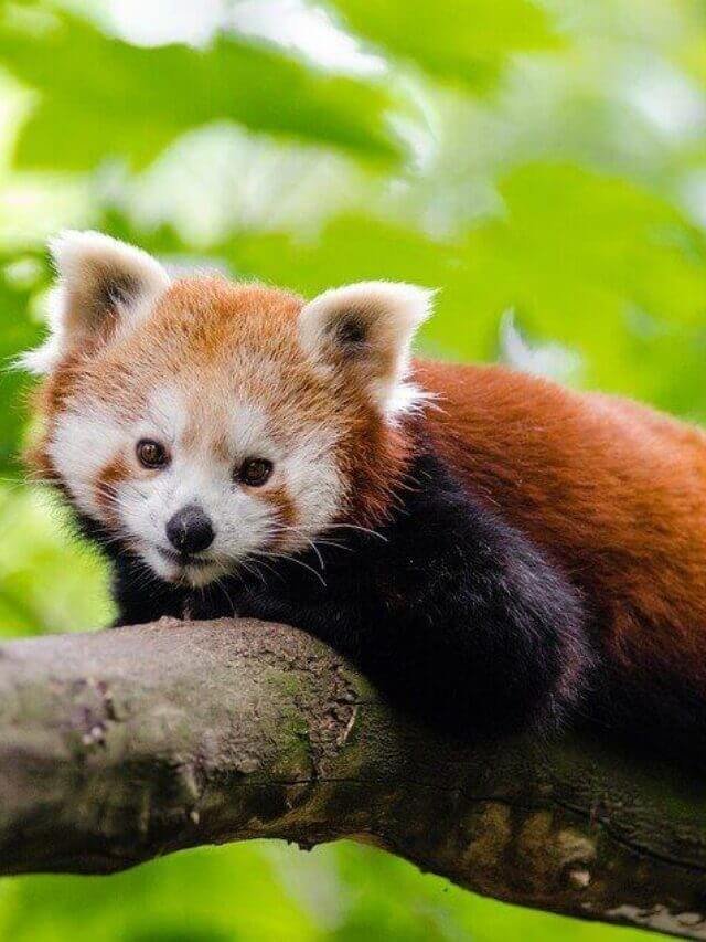 Interesting Facts about Red Panda in Hindi | लाल पांडा के बारे में यह बात सायद आपको नहीं पता होगी