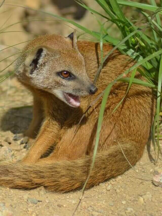 18 Interesting Facts about Mongoose in Hindi | जाने सांप के सबसे बड़े दुश्मन के बारे में रोचक तथ्य