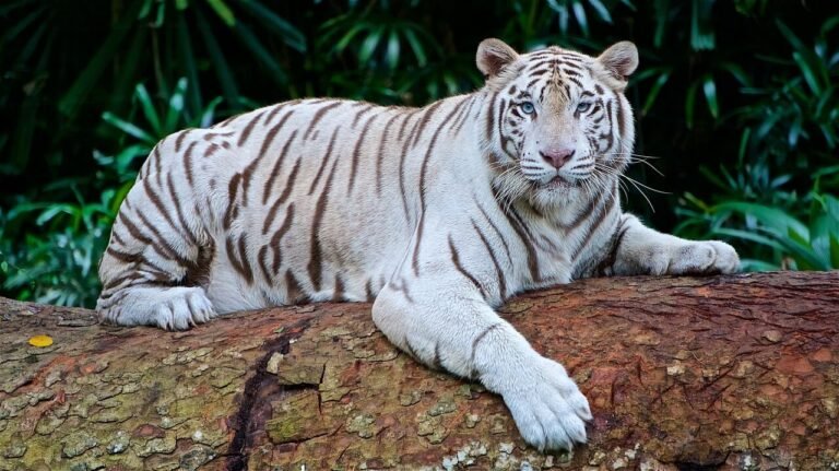 Information about Tiger in Hindi | बाघ के बारे में जानकारी और रोचक तथ्य