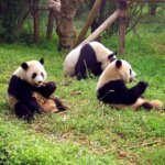 Interesting Facts about Giant Panda in Hindi | विशाल पांडा के बारे में 16 मजेदार बातें