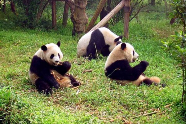 Interesting Facts about Giant Panda in Hindi | विशाल पांडा के बारे में 16 मजेदार बातें