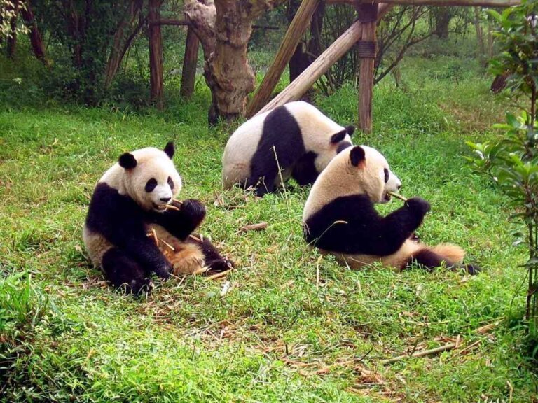 16 Amazing Facts About Giant Panda in Hindi| विशाल पांडा के बारे में मजेदार बातें