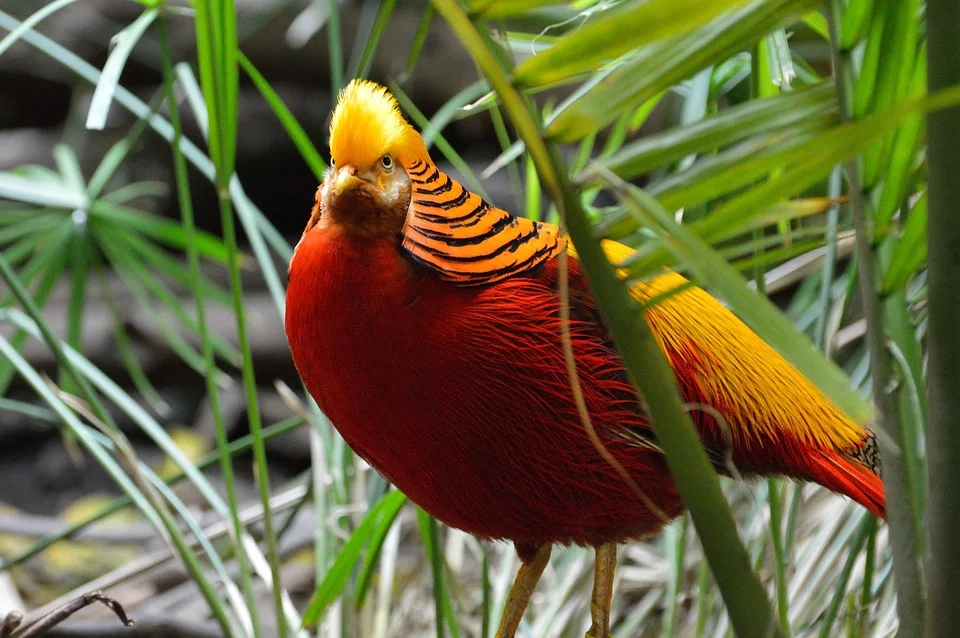 गोल्डन फेजेंट पक्षी के बारे में रोचक तथ्य - Interesting Facts about Golden Pheasant in Hindi