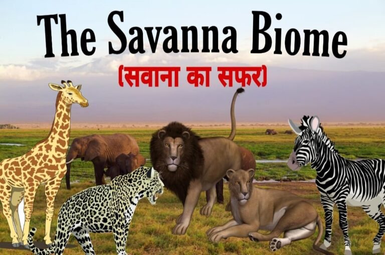 Interesting facts about the African savanna in Hindi | सवाना के मैदान के बारे में रोचक तथ्य