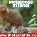 Mongoose in Hindi