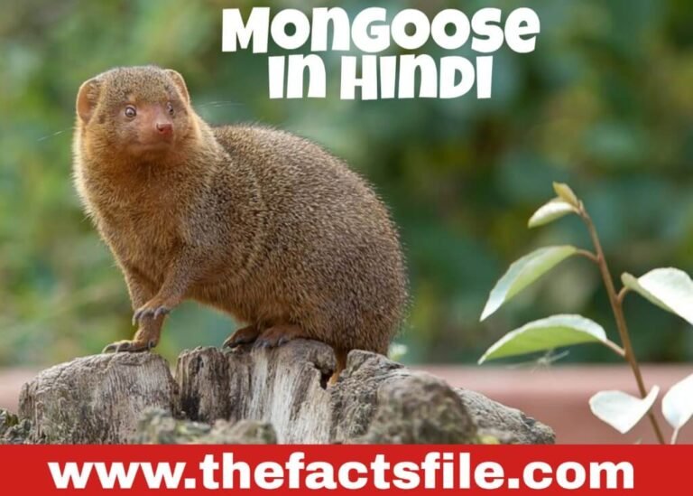 18 Interesting Facts about Mongoose in Hindi | जाने सांप के सबसे बड़े दुश्मन के बारे में रोचक तथ्य