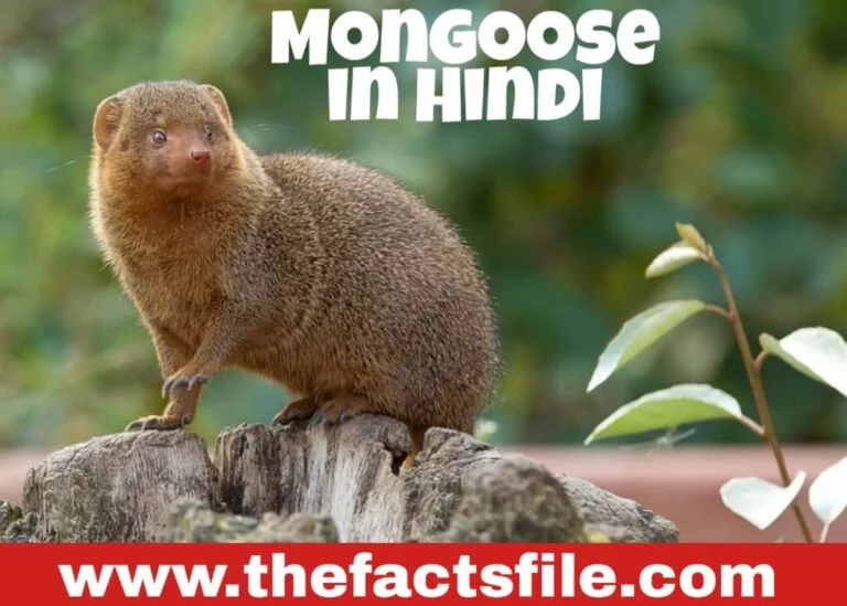 Mongoose in Hindi