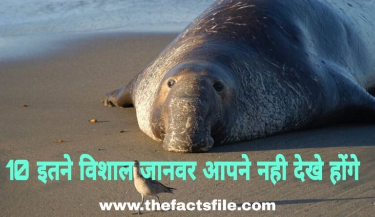 Biggest Animals in the World That Actually Exist