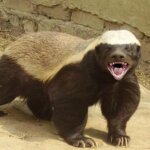 Amazing Facts about Badger in Hindi - बेजर के बारे में रोचक तथ्य - बेजर या बिज्जू के बारे में मजेदार तथ्य