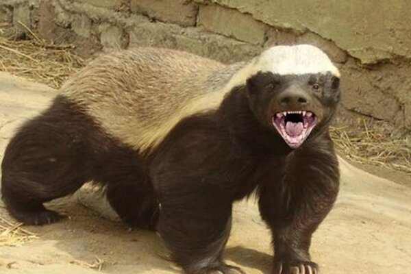 Amazing Facts about Badger in Hindi - बेजर के बारे में रोचक तथ्य - बेजर या बिज्जू के बारे में मजेदार तथ्य