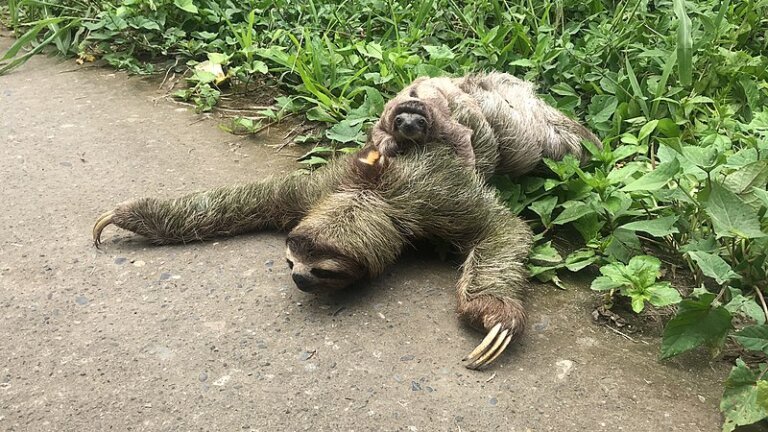 16 Facts about Sloth in Hindi | यह है दुनिया का सबसे आलसी जिव 
