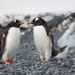 Facts and Information about Penguins in Hindi | पेंगुइन के बारे में संपूर्ण जानकारी और रोचक तथ्य