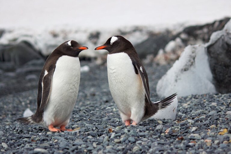 Facts and Information about Penguins in Hindi | पेंगुइन के बारे में संपूर्ण जानकारी और रोचक तथ्य