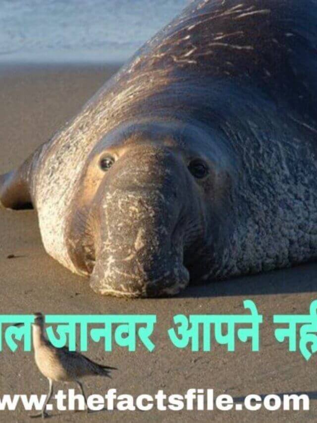 Biggest Animals in the World That Actually Exist