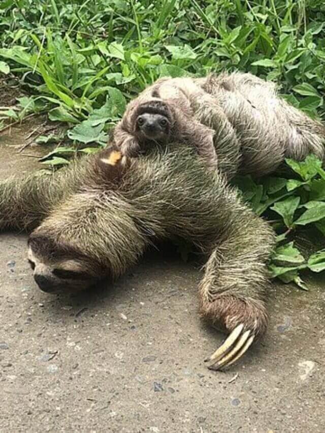 Amazing Facts about Giant Ground Sloth in Hindi, जायंट ग्राउंड स्लोथ के बारे में 10 रोचक और मजेदार तथ्य