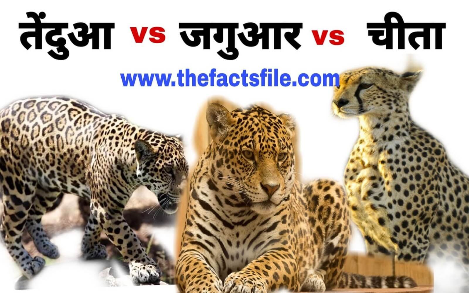 Cheetah vs jaguar vs Leopard | बिल्ली प्रजाति के यह तीन जानवरों के बीच में  क्या अंतर है? - चीते, जगुआर और तेंदुए में क्या फर्क है - The Facts File