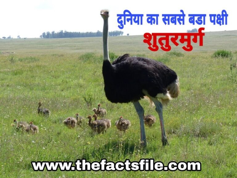 Interesting Facts about Ostrich in Hindi - शुतुरमुर्ग के बारे में जानकारी