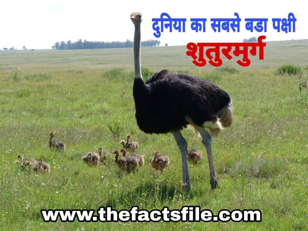 Interesting Facts about Ostrich in Hindi Amazing Facts about Ostrich in Hindi - शुतुरमुर्ग के बारे में मजेदार तथ्य,Amazing Facts about Ostrich in Hindi - शुतुरमुर्ग के बारे में मजेदार तथ्य