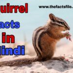 Amazing Squirrel facts in Hindi - गिलहरी के बारे में 21 रोचक तथ्य