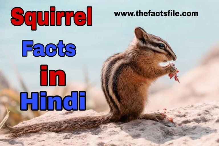 Amazing Squirrel facts in Hindi - गिलहरी के बारे में 21 रोचक तथ्य