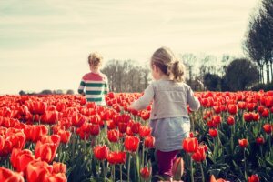 Facts about Tulip Flower in Hindi - टयूलिप फूल के बारे में मजेदार बातें