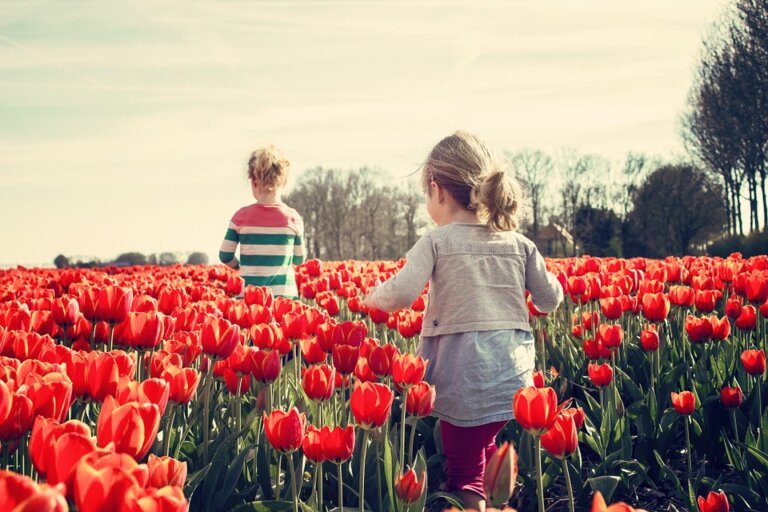 Facts about Tulip Flower in Hindi - टयूलिप फूल के बारे में मजेदार बातें