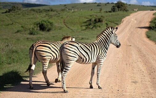 18 Interesting Facts about Zebra in Hindi | ज़ेबरा के बारे में मजेदार तथ्य