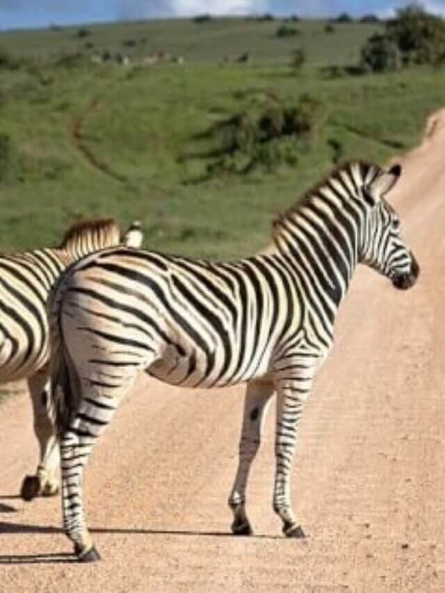 18 Interesting Facts about Zebra in Hindi | ज़ेबरा के बारे में मजेदार तथ्य