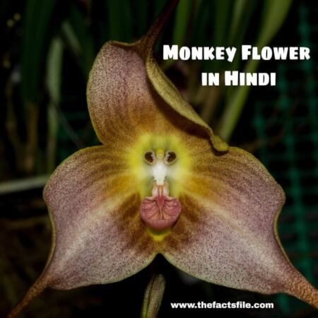 Facts about Dracula or Monkey Orchid in Hindi | जाने मंकी फ्लावर के बारे में सबकुछ
