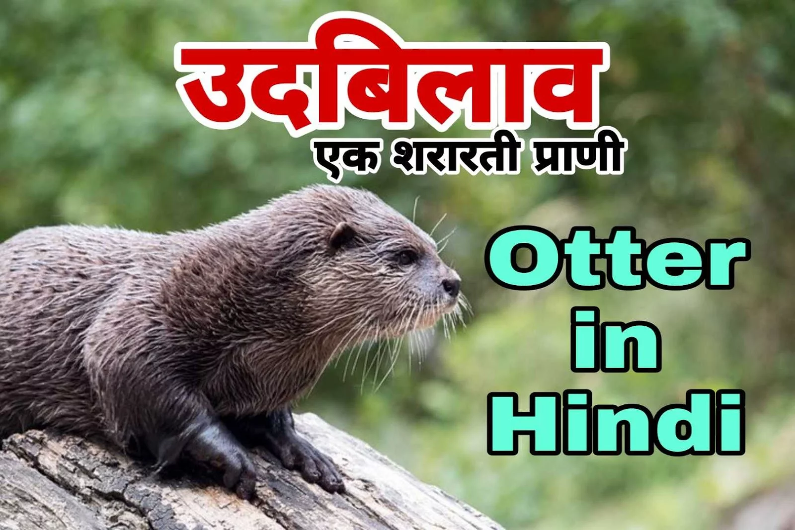 उदबिलाव एक शरारती जानवर - 15 Facts about Otter in Hindi 