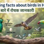 Amazing Facts about birds in Hindi | पक्षियों के बारे में रोचक तथ्य भाग 1