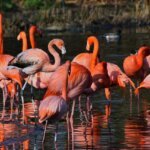 Flamingo Birds group. Interesting facts about birds in Hindi - पक्षियों के बारे में जानकारी 