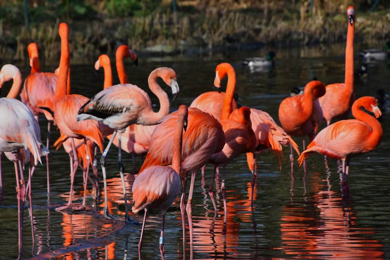 Flamingo Birds group. Interesting facts about birds in Hindi - पक्षियों के बारे में जानकारी 