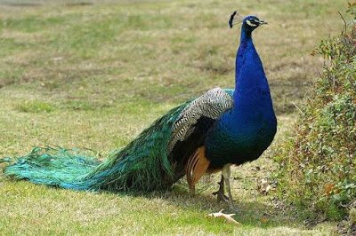 Peacock in Hindi – मोर के बारे में जानकारी और मजेदार तथ्य – Information about Peacock in Hindi