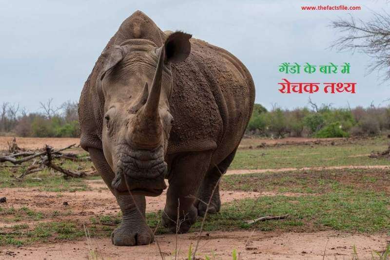 गेंडे के बारे में 20 मजेदार तथ्य., 20 Interesting facts about Rhinoceros in Hindi, Interesting facts about Rhinoceros in Hindi