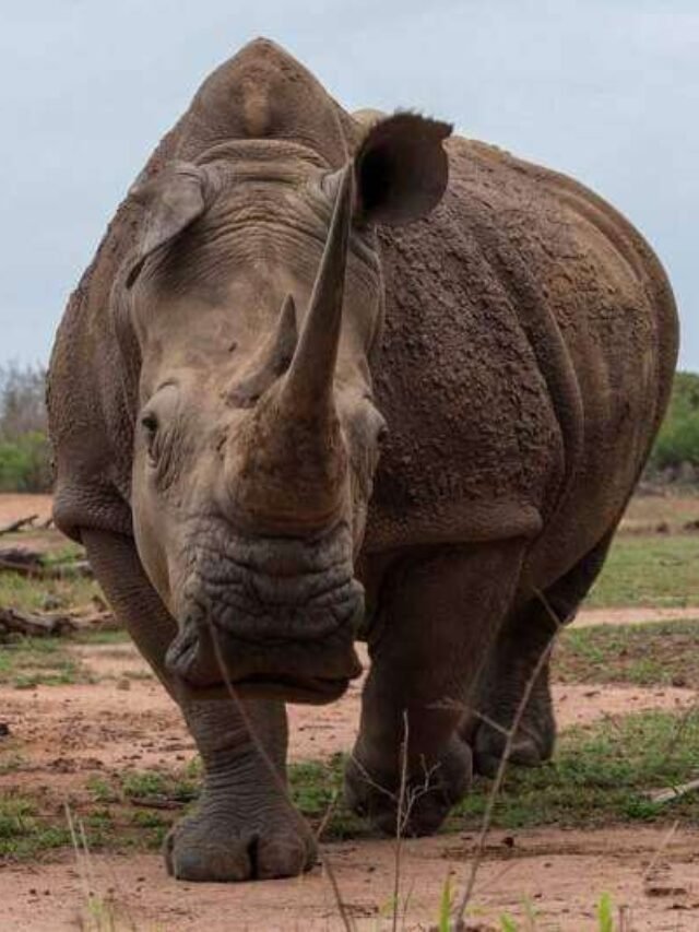 20 facts about Rhinoceros in Hindi