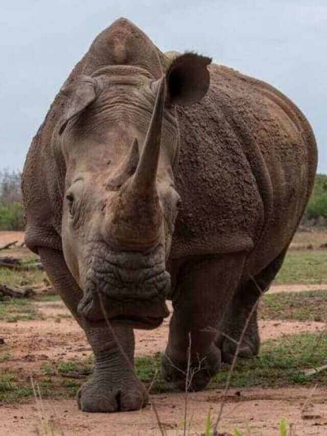 गेंडे के बारे में 20 मजेदार तथ्य., 20 Interesting facts about Rhinoceros in Hindi, Interesting facts about Rhinoceros in Hindi