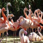 Group of Flaming Birds